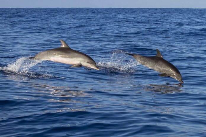 avvistati-due-delfini-a-venezia,-tra-san-marco-e-il-canal-grande