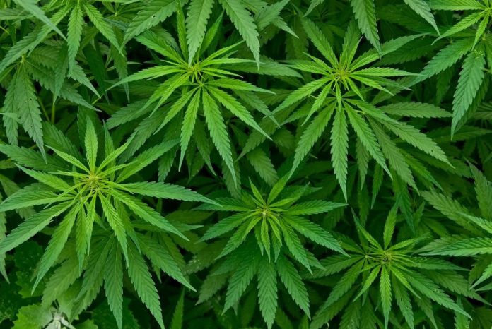 cannabis,-per-il-referendum-raccolte-100mila-firme-in-24-ore