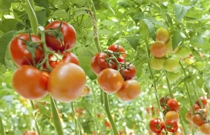 serre-hi-tech-e-sostenibili-per-produrre-pomodori-italiani-tutto-l’anno:-il-progetto-fri-el-green-house