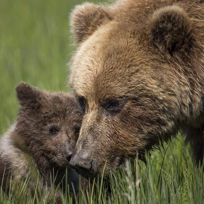 orso-bruno-marsicano,-wwf:-“abbiamo-solo-30-anni-per-salvare-la-specie”