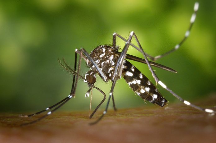 west-nile-virus,-galli:-&#8220;lo-trasmette-la-zanzara-comune-ma-niente-paura&#8221;