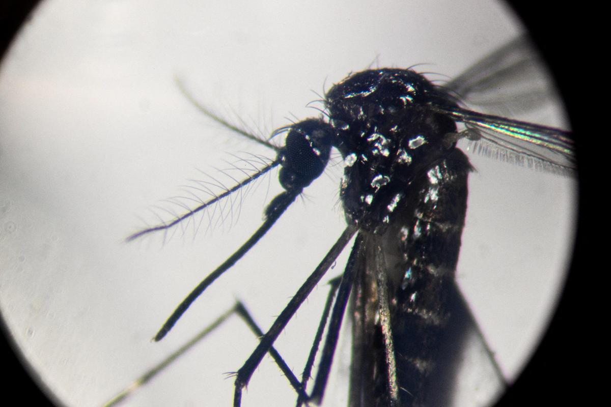 dengue,-record-di-casi-nelle-americhe:-“oltre-3-milioni-da-inizio-anno”